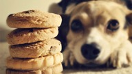 dog-and-cookies